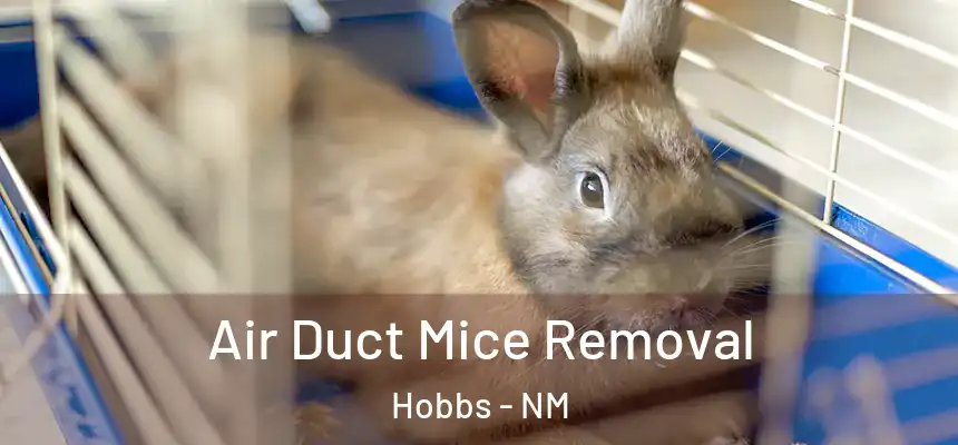 Air Duct Mice Removal Hobbs - NM